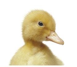 Podloga-za-misa-TUCANO-NATURA-Baby-Duck-MPDEL-206
